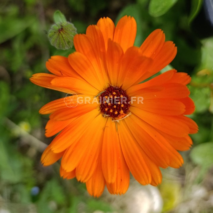Souci officinal , Calendula officinalis mélange image